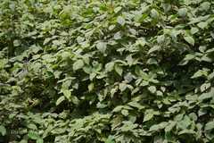 Strobilanthes pulneyensis